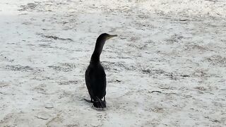 Puerto Morelos Mexico: баклан охотится под водой и прибрежная рыбалка в Мексике