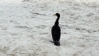 Puerto Morelos Mexico: баклан охотится под водой и прибрежная рыбалка в Мексике