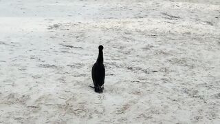 Puerto Morelos Mexico: баклан охотится под водой и прибрежная рыбалка в Мексике