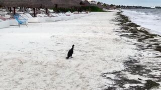 Puerto Morelos Mexico: баклан охотится под водой и прибрежная рыбалка в Мексике