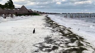 Puerto Morelos Mexico: баклан охотится под водой и прибрежная рыбалка в Мексике