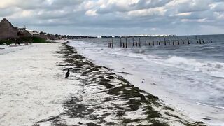 Puerto Morelos Mexico: баклан охотится под водой и прибрежная рыбалка в Мексике
