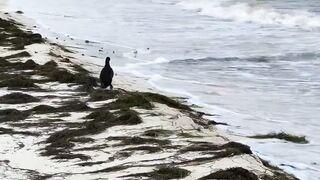 Puerto Morelos Mexico: баклан охотится под водой и прибрежная рыбалка в Мексике