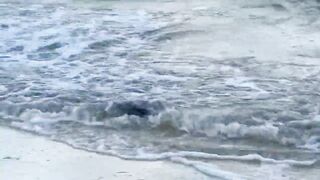 Puerto Morelos Mexico: баклан охотится под водой и прибрежная рыбалка в Мексике