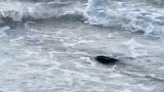 Puerto Morelos Mexico: баклан охотится под водой и прибрежная рыбалка в Мексике