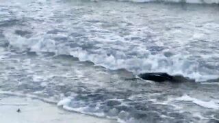 Puerto Morelos Mexico: баклан охотится под водой и прибрежная рыбалка в Мексике