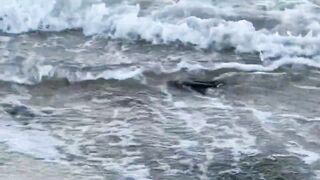 Puerto Morelos Mexico: баклан охотится под водой и прибрежная рыбалка в Мексике