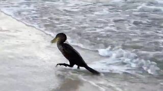 Puerto Morelos Mexico: баклан охотится под водой и прибрежная рыбалка в Мексике