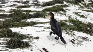 Puerto Morelos Mexico: баклан охотится под водой и прибрежная рыбалка в Мексике