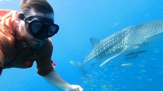 Djibouti GT рыбалка на попперы и стики биг гейм в 2019 у скал и рифов Красного моря