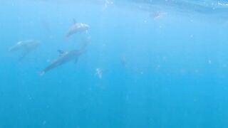 Djibouti GT рыбалка на попперы и стики биг гейм в 2019 у скал и рифов Красного моря