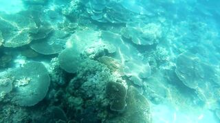 Djibouti GT рыбалка на попперы и стики биг гейм в 2019 у скал и рифов Красного моря