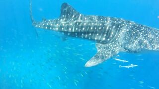 Djibouti GT рыбалка на попперы и стики биг гейм в 2019 у скал и рифов Красного моря