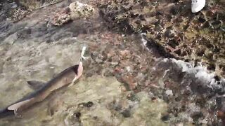 ضربت قرش من الكسارة jigging с берега борьба с акулой у волнореза на арабском побережье