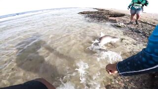 ضربت قرش من الكسارة jigging с берега борьба с акулой у волнореза на арабском побережье