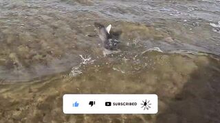 ضربت قرش من الكسارة jigging с берега борьба с акулой у волнореза на арабском побережье