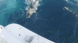 Puerto Morelos день на море с местными капитанами и охотой за трофейной рыбой