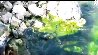 Морская рыбалка в Bahrain Askar Beach на катере подборка лучших морских выездов и поклевок