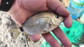 Гагры день у черноморского берега с удочками и прогулками по набережной