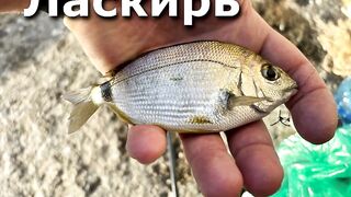 Гагры день у черноморского берега с удочками и прогулками по набережной