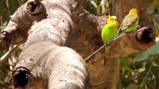 Пляжи Занзибара Chwaka худший пляж для купания отливы регион и парк Jozani обзор местности