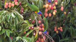 Пляжи Занзибара Chwaka худший пляж для купания отливы регион и парк Jozani обзор местности