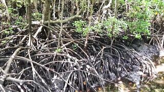 Пляжи Занзибара Chwaka худший пляж для купания отливы регион и парк Jozani обзор местности