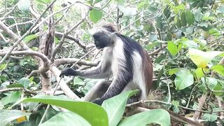 Пляжи Занзибара Chwaka худший пляж для купания отливы регион и парк Jozani обзор местности