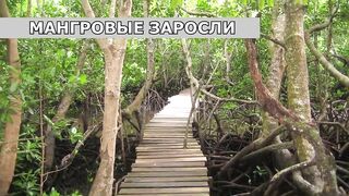 Пляжи Занзибара Chwaka худший пляж для купания отливы регион и парк Jozani обзор местности