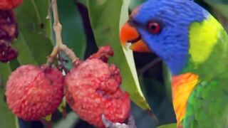 Пляжи Занзибара Chwaka худший пляж для купания отливы регион и парк Jozani обзор местности