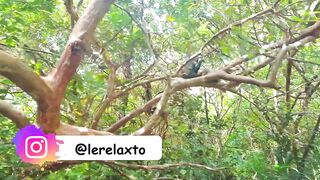 Пляжи Занзибара Chwaka худший пляж для купания отливы регион и парк Jozani обзор местности