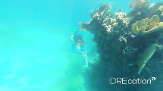 Spearfishing Las Terrenas, подводная охота в Самана Доминикана и встреча с крупной океанской рыбой
