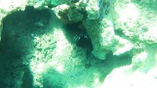 Spearfishing Las Terrenas, подводная охота в Самана Доминикана и встреча с крупной океанской рыбой