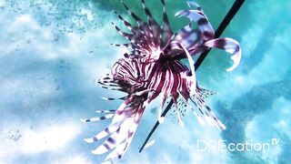 Spearfishing Las Terrenas, подводная охота в Самана Доминикана и встреча с крупной океанской рыбой