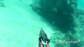 Spearfishing Las Terrenas, подводная охота в Самана Доминикана и встреча с крупной океанской рыбой
