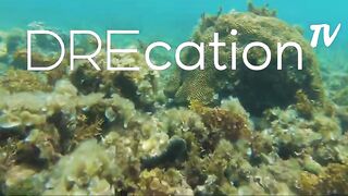 Spearfishing Las Terrenas, подводная охота в Самана Доминикана и встреча с крупной океанской рыбой