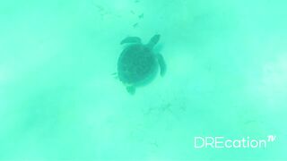 Spearfishing Las Terrenas, подводная охота в Самана Доминикана и встреча с крупной океанской рыбой