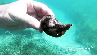 Spearfishing Las Terrenas, подводная охота в Самана Доминикана и встреча с крупной океанской рыбой