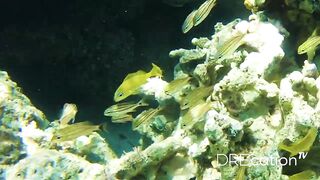 Spearfishing Las Terrenas, подводная охота в Самана Доминикана и встреча с крупной океанской рыбой
