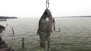 Yellow Cheek fishing, озеро Pearl Lake Shanghai выезд с Gong Lei и тест местных снастей