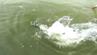 Yellow Cheek fishing, озеро Pearl Lake Shanghai выезд с Gong Lei и тест местных снастей