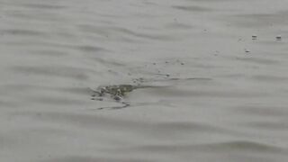 Yellow Cheek fishing, озеро Pearl Lake Shanghai выезд с Gong Lei и тест местных снастей