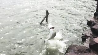 Yellow Cheek fishing, озеро Pearl Lake Shanghai выезд с Gong Lei и тест местных снастей