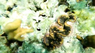 Coral Island Phuket морская рыбалка на острове и приватные туры на скоростной лодке для небольшой компании