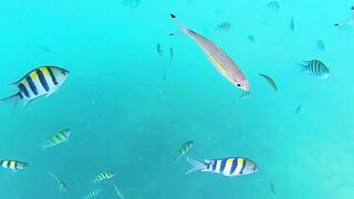 Coral Island Phuket морская рыбалка на острове и приватные туры на скоростной лодке для небольшой компании