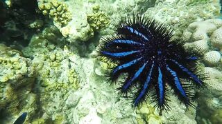 Экскурсия на острова Ko Rok и Ko Ha Тайланд белый песок яркие кораллы и лучший снорклинг в округе