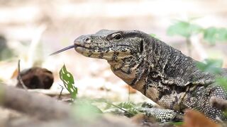 Экскурсия на острова Ko Rok и Ko Ha Тайланд белый песок яркие кораллы и лучший снорклинг в округе