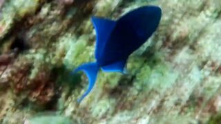 Мальдивы: семь чудес тропического архипелага снорклинг дайвинг домашние рифы и формат отдыха на островах