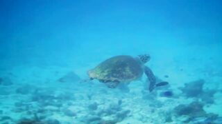 Мальдивы: семь чудес тропического архипелага снорклинг дайвинг домашние рифы и формат отдыха на островах