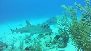 Мальдивы: семь чудес тропического архипелага снорклинг дайвинг домашние рифы и формат отдыха на островах